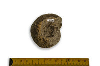 F 01978
<br/>
<br/>
<em></em>